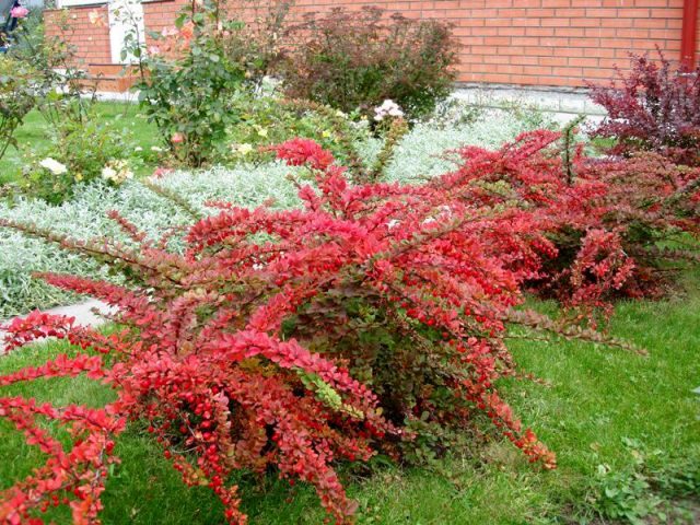 Barberry in landscape design: beautiful photos and tips