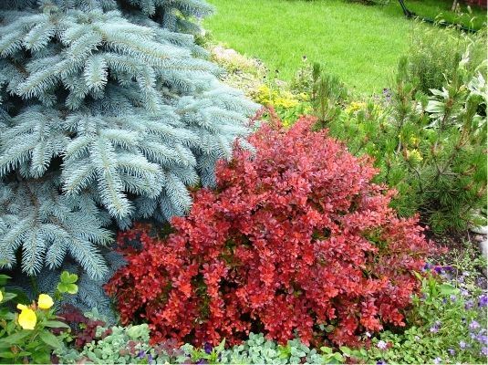 Barberry in landscape design: beautiful photos and tips