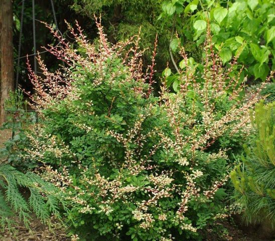 Barberry in landscape design: beautiful photos and tips