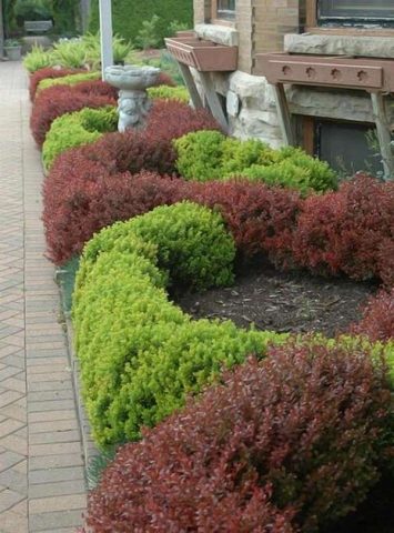 Barberry in landscape design: beautiful photos and tips