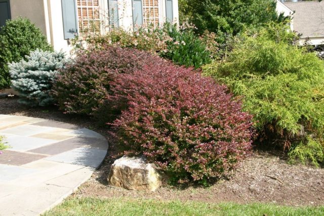 Barberry in landscape design: beautiful photos and tips