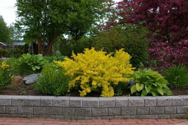 Barberry in landscape design: beautiful photos and tips