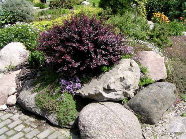 Barberry in landscape design: beautiful photos and tips