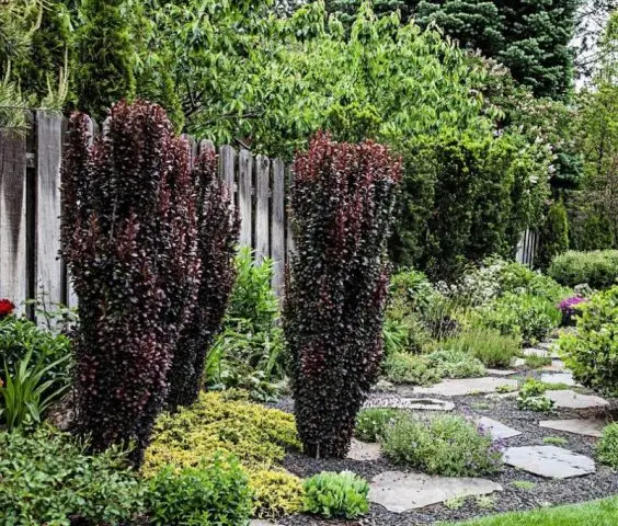 Barberry in landscape design: beautiful photos and tips