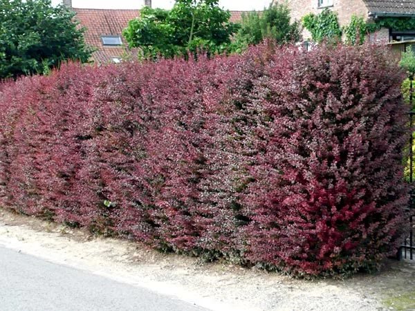 Barberry in landscape design: beautiful photos and tips – Healthy Food ...