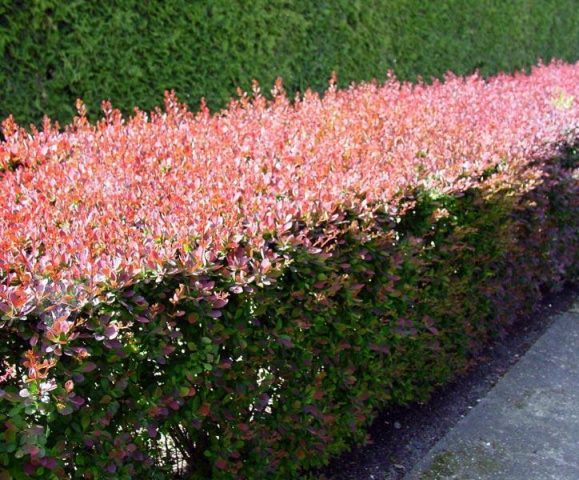 Barberry in landscape design: beautiful photos and tips