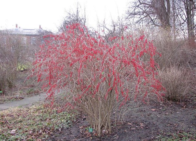 Barberry in landscape design: beautiful photos and tips