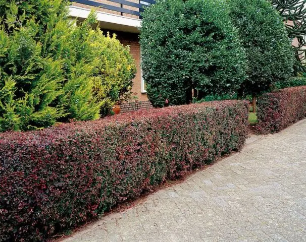 Barberry in landscape design: beautiful photos and tips