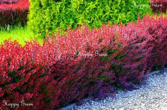 Barberry in landscape design: beautiful photos and tips