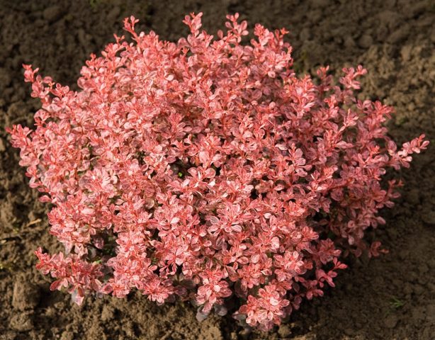 Barberry Inspiration (Berberis thunbergii Inspiration)