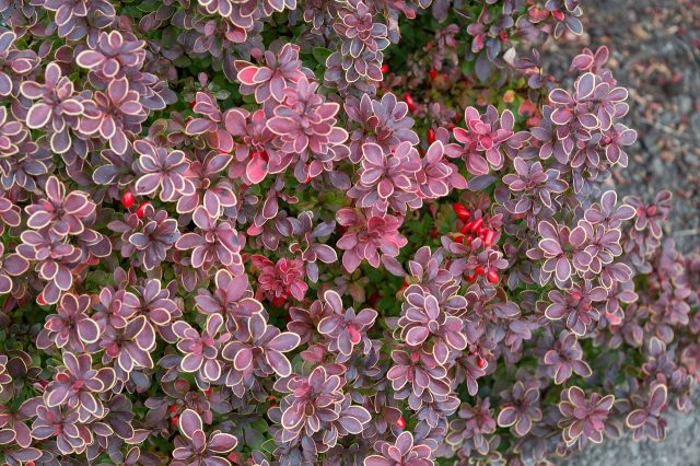 Barberry Inspiration (Berberis thunbergii Inspiration)