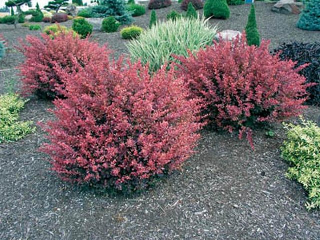 Barberry Inspiration (Berberis thunbergii Inspiration)