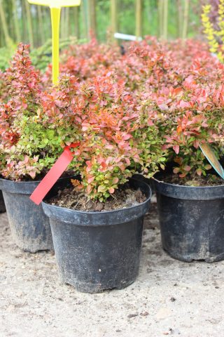 Barberry Inspiration (Berberis thunbergii Inspiration)