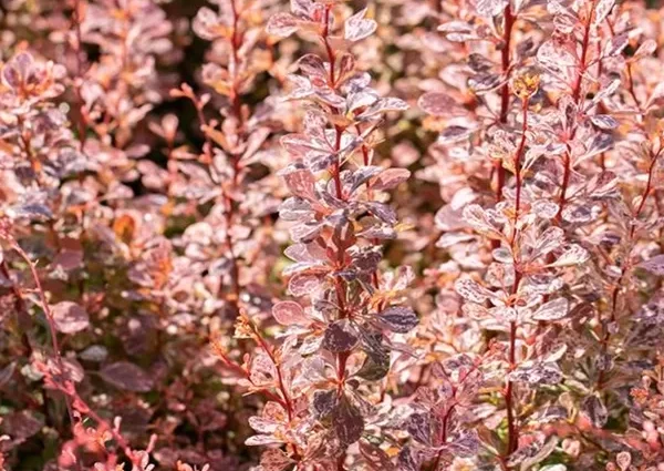 Barberry Inspiration (Berberis thunbergii Inspiration)