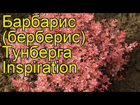 Barberry Inspiration (Berberis thunbergii Inspiration)