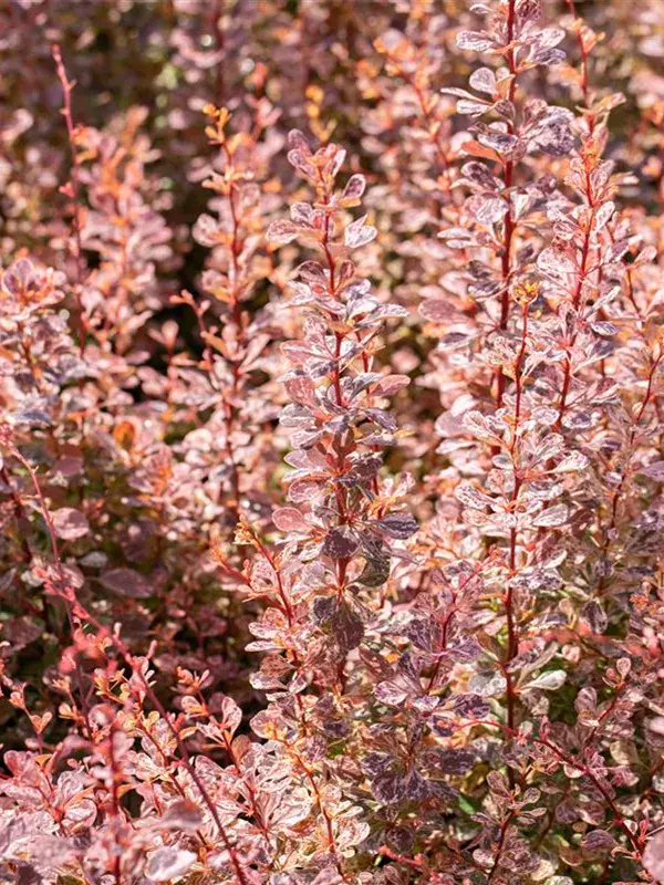 Barberry Inspiration (Berberis thunbergii Inspiration)