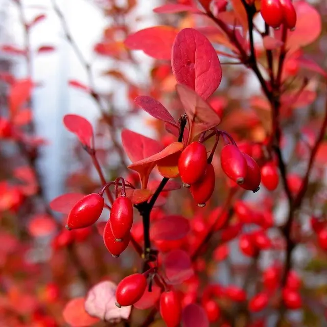 Barberry jam: recipes