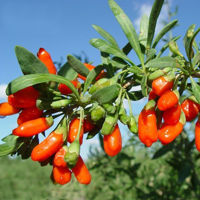 Barberry jam: recipes