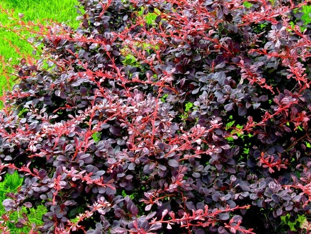 Barberry: planting and caring for ornamental shrubs