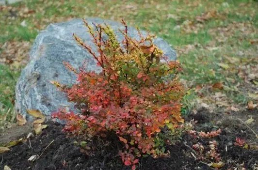 Barberry: planting and caring for ornamental shrubs