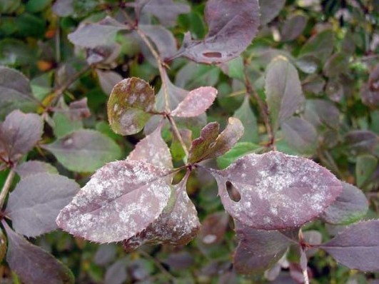 Barberry: planting and caring for ornamental shrubs