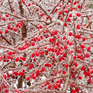 Barberry: planting and caring for ornamental shrubs