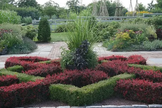 Barberry: planting and caring for ornamental shrubs