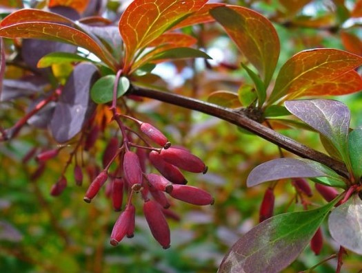 Barberry: planting and caring for ornamental shrubs