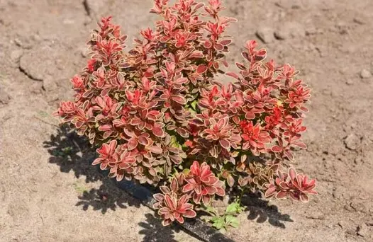 Barberry: planting and caring for ornamental shrubs