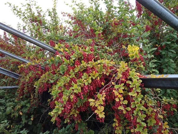 Barberry: planting and caring for ornamental shrubs