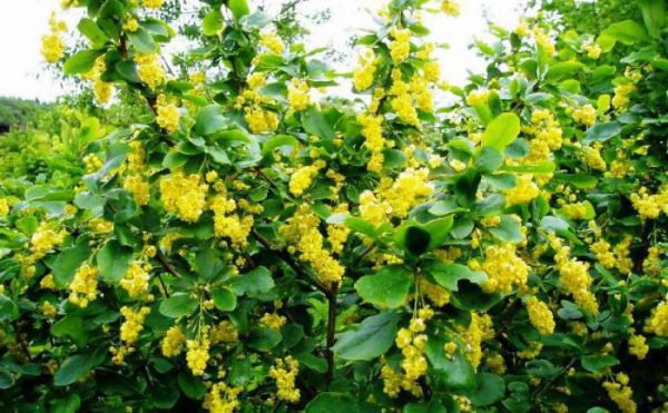 Barberry: planting and caring for ornamental shrubs