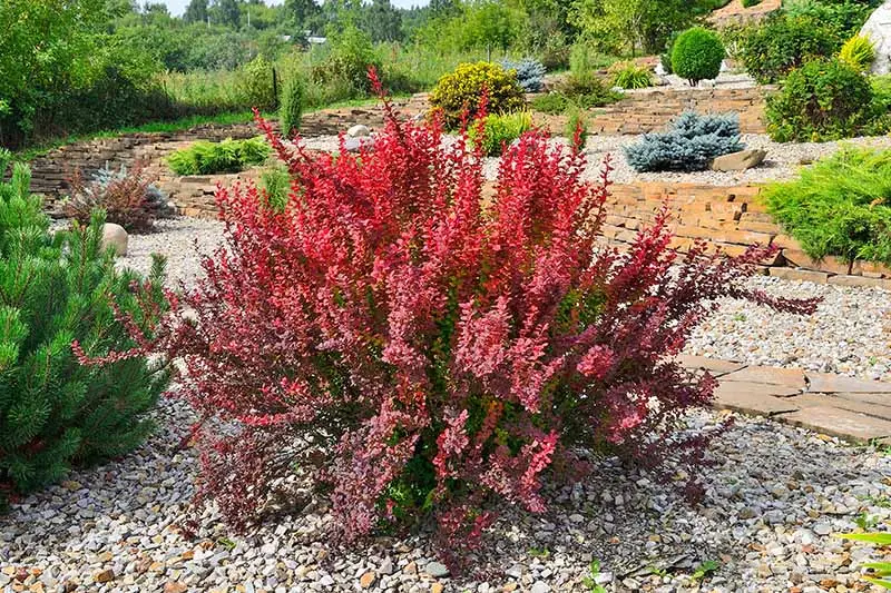 Barberry: planting and caring for ornamental shrubs