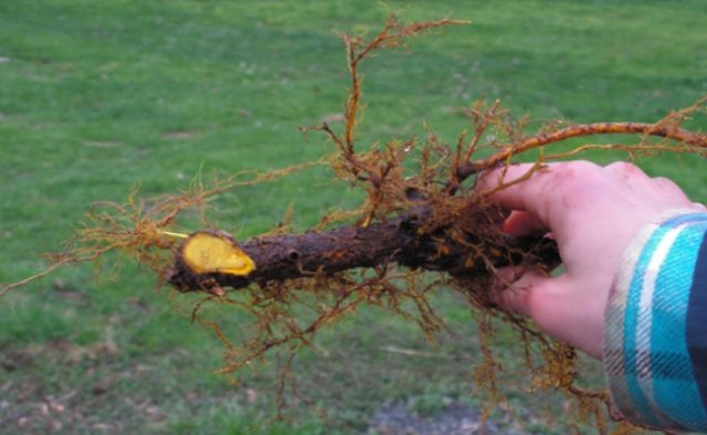 Barberry root: medicinal properties