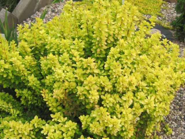 Barberry Thunberg Aurea (Aurea)