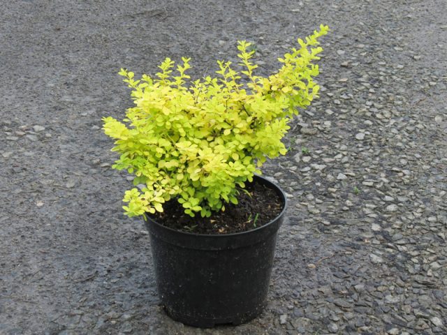 Barberry Thunberg Aurea (Aurea)