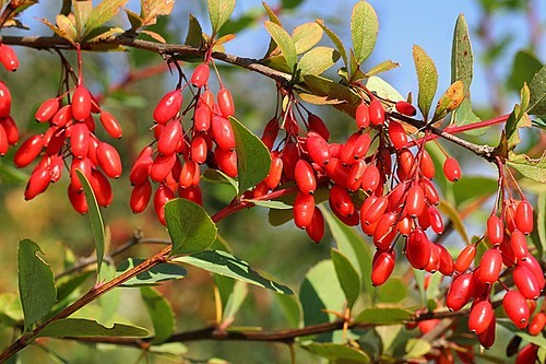 Barberry Thunberg Aurea (Aurea)