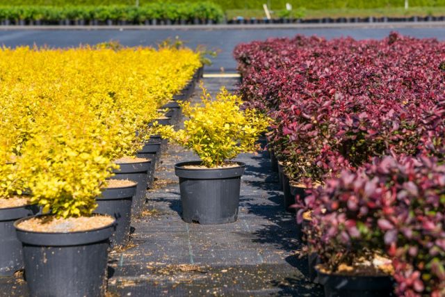 Barberry Thunberg Aurea (Aurea)