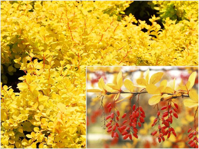 Barberry Thunberg Aurea (Aurea)