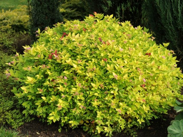 Barberry Thunberg Aurea (Aurea)