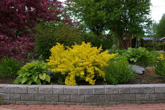 Barberry Thunberg Aurea (Aurea)