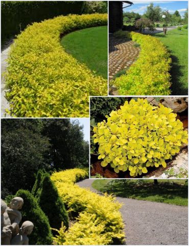 Barberry Thunberg Aurea (Aurea)