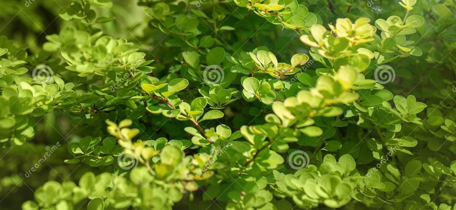 Barberry Thunberg Aurea (Aurea)