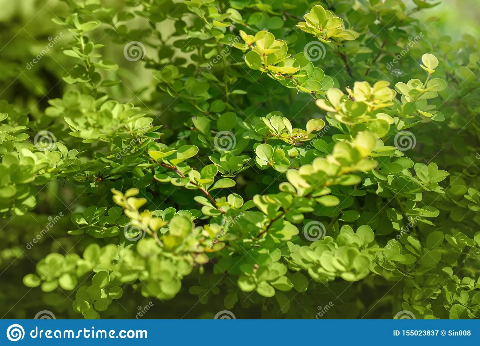 Barberry Thunberg Aurea (Aurea)