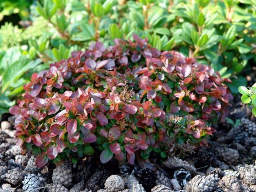 Barberry Thunberg Bagatelle (Bagatelle)