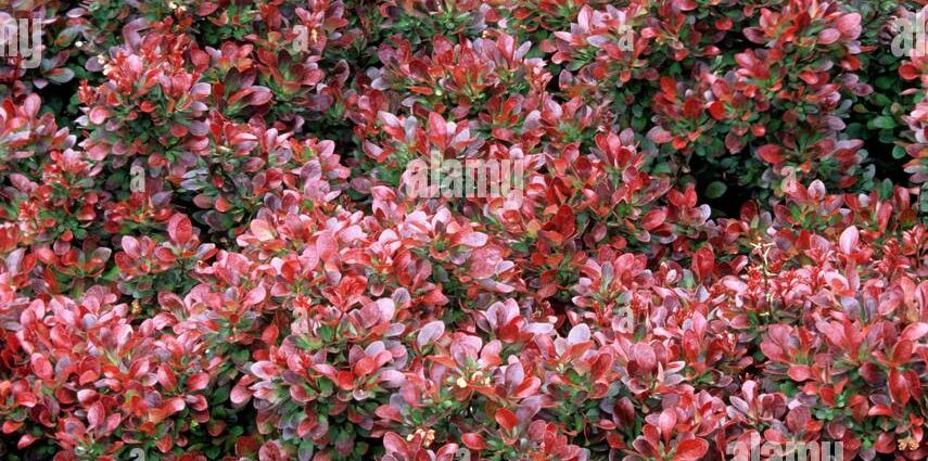 Barberry Thunberg Bagatelle (Bagatelle)