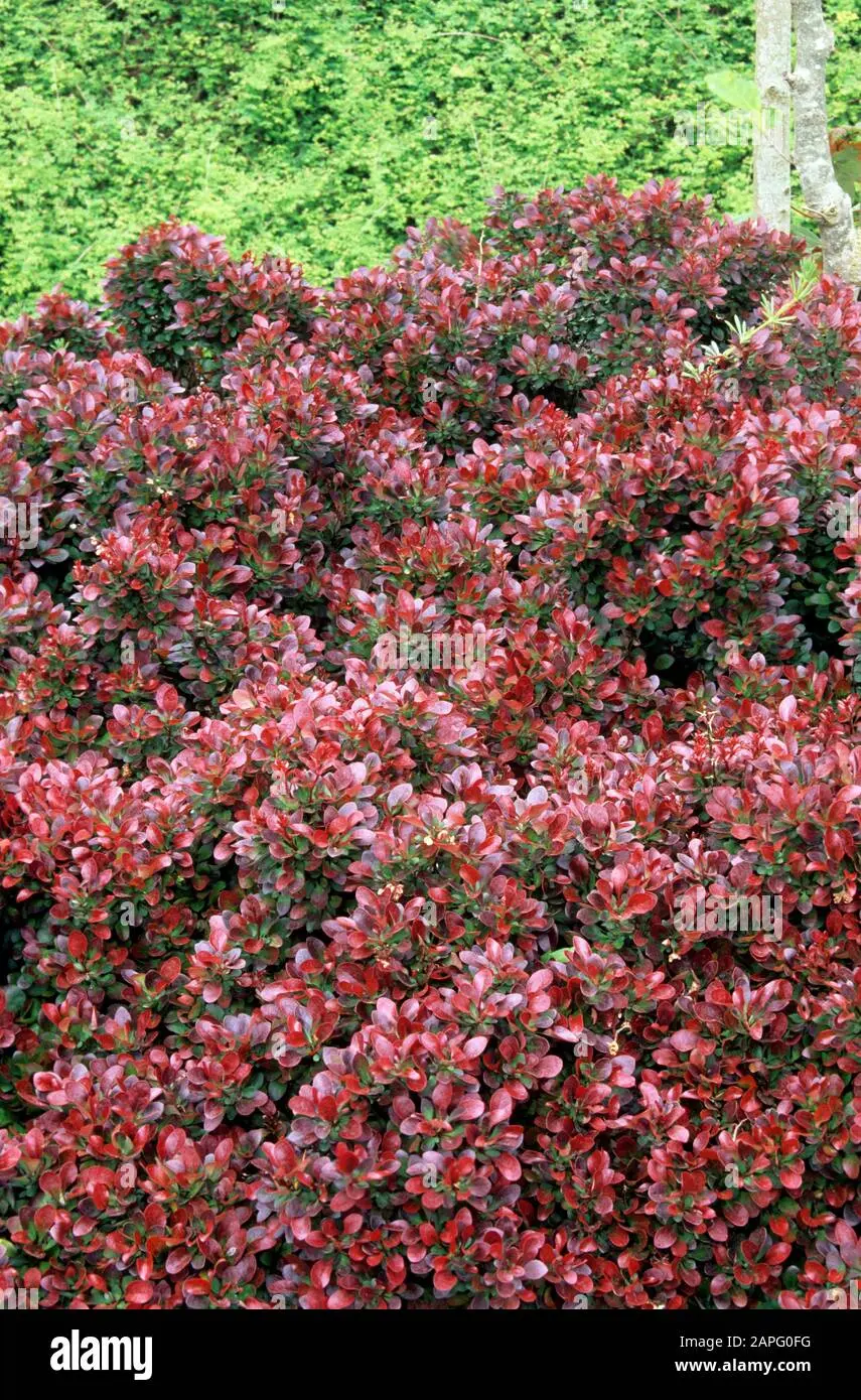 Barberry Thunberg Bagatelle (Bagatelle)