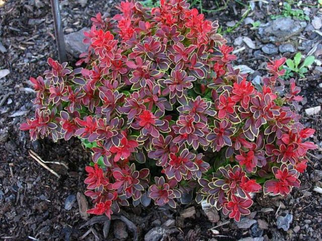 Barberry Thunberg Coronita (Coronita)