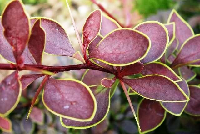 Barberry Thunberg Coronita (Coronita)