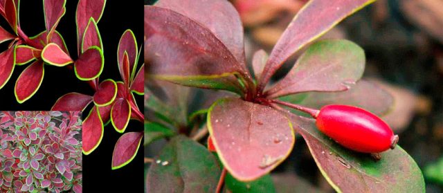 Barberry Thunberg Coronita (Coronita)