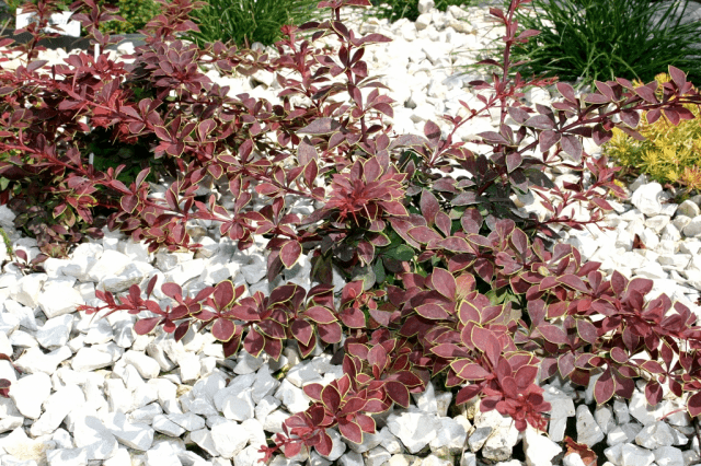 Barberry Thunberg Coronita (Coronita)